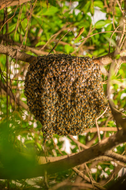 istock Large honeycomb on the tree in tropical rain forest 690228578