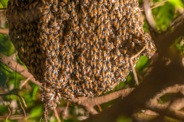 istock Large honeycomb on the tree in tropical rain forest 690228594