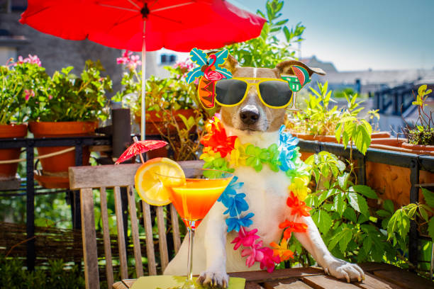 istock cocktail drink dog summer holiday vacation on balcony 690228638