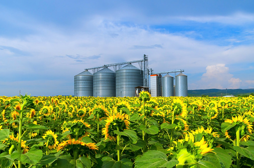 Silos. Warehouse storage of the harvest. Field with 