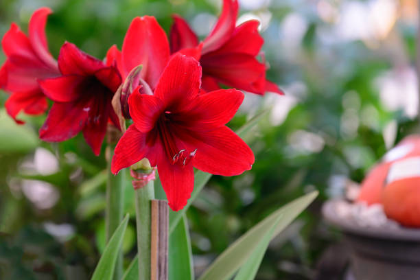 Hippeastrum johnsonii bury red flower. stock photo