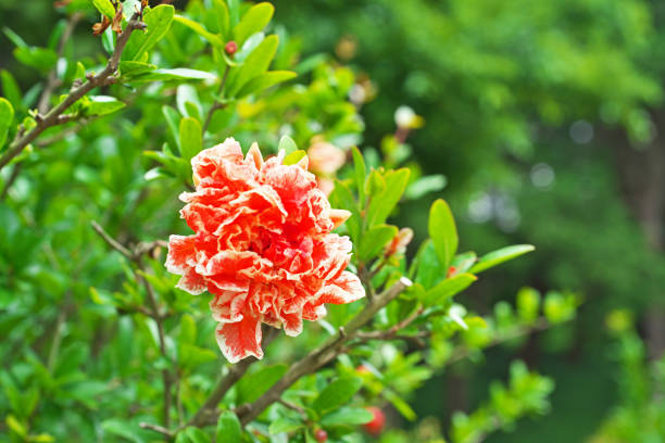 istock Flower of Balaustine 690233212