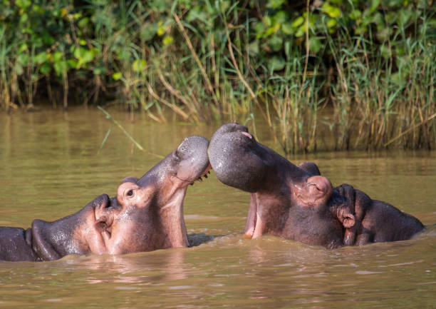 hipopótamo madre besándose con su hijo en el agua en el parque isimangaliso wetland, sudáfrica - number of people riverbank river flowing water fotografías e imágenes de stock