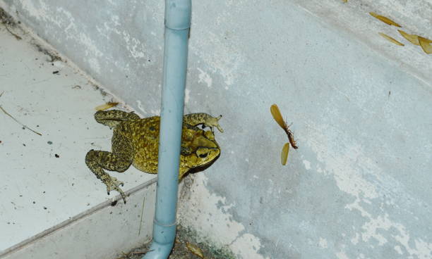 crapaud verrouillé sur l’éphémère de la cible à l’alimentation sur le mur - frog animal tongue animal eating photos et images de collection