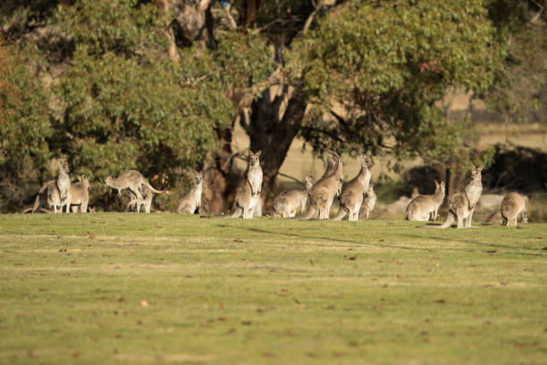 istock Mob of Kangaroos 690240282