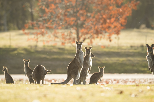 A mob of kangaroos graze on a football field in the late afternoon