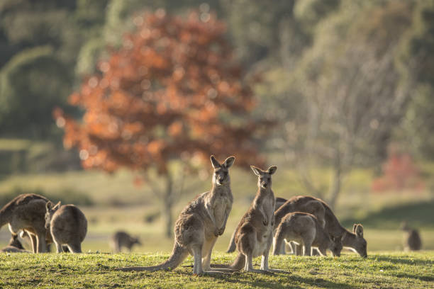 foule de kangourous - kangaroo photos et images de collection