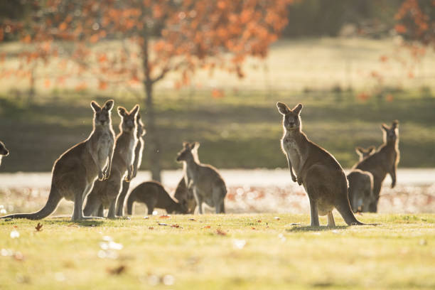 istock Mob of Kangaroos 690243262