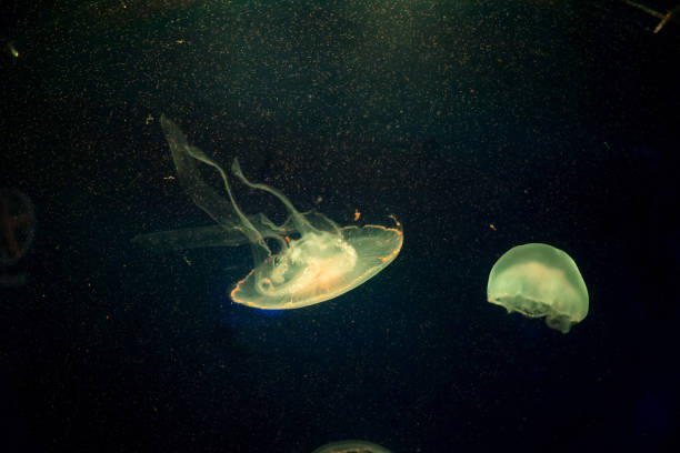 istock Moon jelly fish in aquarium 690243678