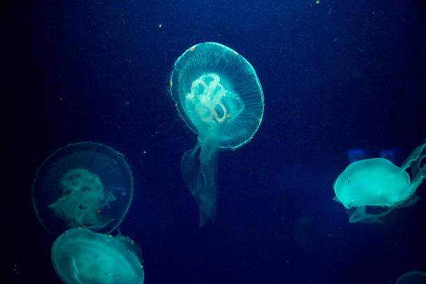 istock Moon jelly fish in aquarium 690243704
