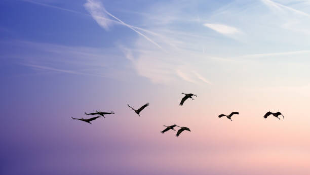 istock Birds flying against evening sunset environment or ecology concept 690243774