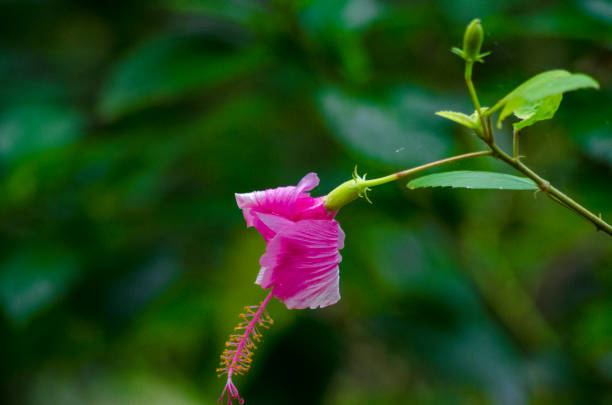 istock Hibiscus flower in Fiji 690244340