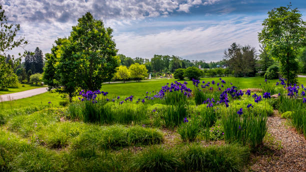 Purple iris in the Arboretum A peaceful spot in the Arboretum. arboretum stock pictures, royalty-free photos & images