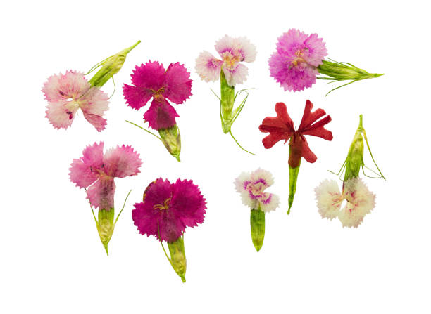 Pressed and dried set magenta flowers sweet-william (dianthus barbatus), isolated Pressed and dried set magenta flowers sweet-william (dianthus barbatus), isolated on a white background. For use in scrapbooking, floristry (oshibana) or herbarium. costus stock pictures, royalty-free photos & images