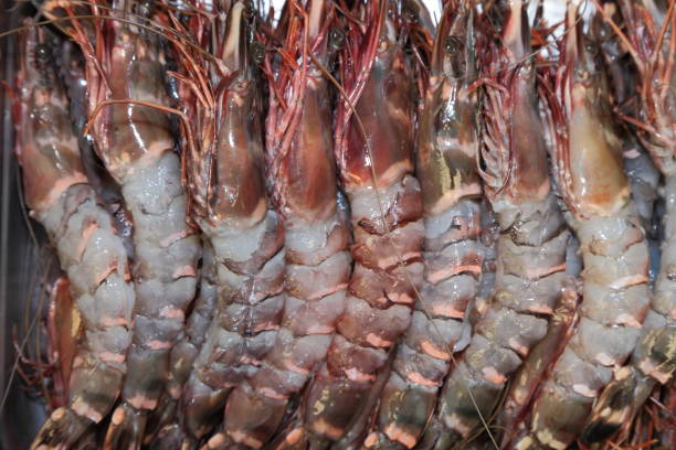 istock Prawns. Seafood. Shrimps. 690255556