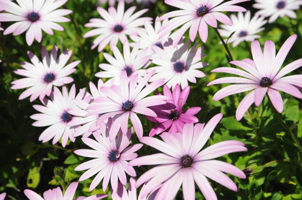 istock Magaritan flowering in Spain 690255654