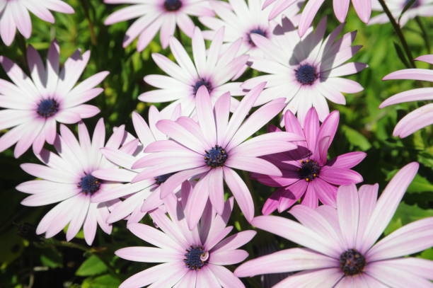 istock Magaritan flowering in Spain 690255768