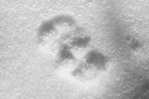 istock trail dog in the snow 690256130