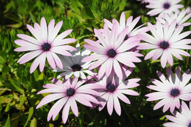 istock Magaritan flowering in Spain 690256440