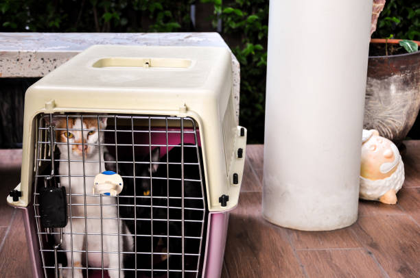 istock cat in plastic carrying / inside the box for moving to another place 690262564