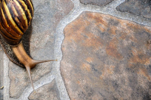 Snail walking in the park ,after raining day