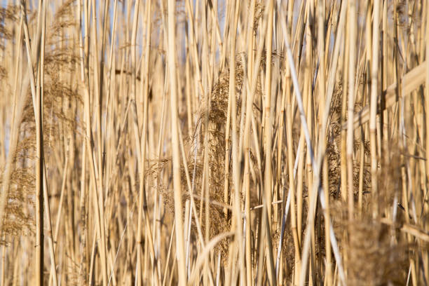 istock reeds on the lake in winter 690269870