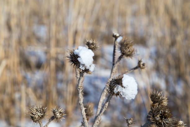 istock Snow on the prickly plant in nature 690270366