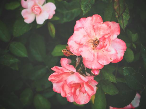 Rose in the garden