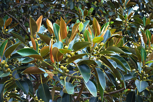 A branch with leaves and fruit of ficus macrophylla
