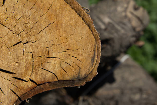 istock the stump of the tree on the nature 690273454