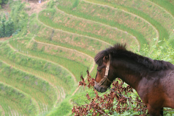 Horse overlooking the Longji Terraced Rice Fields, China. Horse overlooking the Longji Terraced Rice Fields, Guanxi Province, China. Longji (Dragon's Backbone) Terraced Rice Fields received their name because the rice terraces resemble a dragon's scales, while the summit of the mountain range looks like the backbone of the dragon. They are the most famous rice terraces in China, located 23 kilometers (14 miles) from Longsheng city. Their Construction started in the Yuan Dynasty (1279-1368) and the fields cover an area of over 66 square km (16,300 acres). Pingan village, inhabited by the Zhuang minority, sits at the top of the terraces. longji tetian stock pictures, royalty-free photos & images