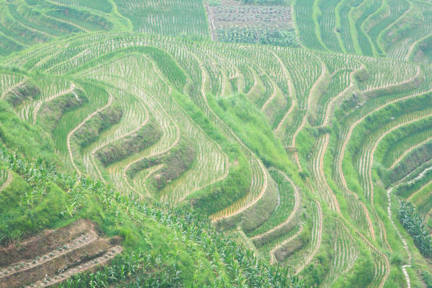 Longji Terraced Rice Fields, Guanxi, China. The Longji Terraced Rice Fields, Guanxi Province, China. Longji (Dragon's Backbone) Terraced Rice Fields received their name because the rice terraces resemble a dragon's scales, while the summit of the mountain range looks like the backbone of the dragon. They are the most famous rice terraces in China, located 23 kilometers (14 miles) from Longsheng city. Their Construction started in the Yuan Dynasty (1279-1368) and the fields cover an area of over 66 square km (16,300 acres). Pingan village, inhabited by the Zhuang minority, sits at the top of the terraces. longji tetian stock pictures, royalty-free photos & images