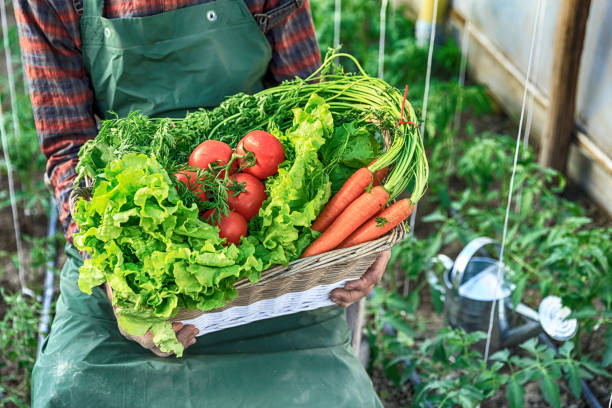 istock Mature farmer holding a basket with vegetables 690277154
