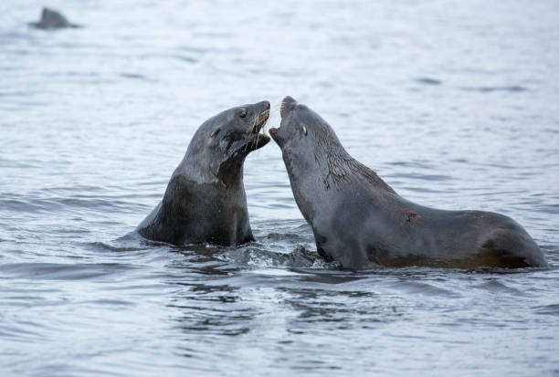 istock Antarctica: Antarctic Fur Seals on Deception Island 690280256