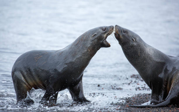 istock Antarctica: Antarctic Fur Seals on Deception Island 690280358