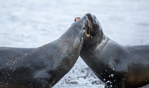 istock Antarctica: Antarctic Fur Seals on Deception Island 690280388
