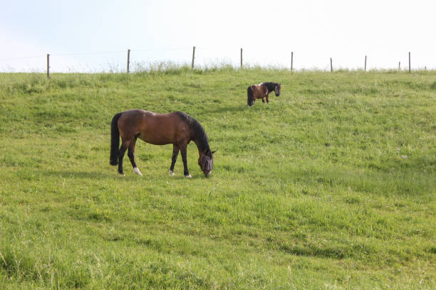 istock horses in field wide angle view in may in south germany 690281188