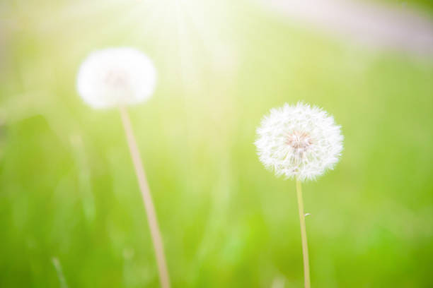 istock Fluffy dandelion flower with sunlight in summer. 690281296