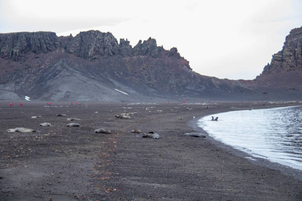 Antarctica: Antarctic Fur Seals on Deception Island