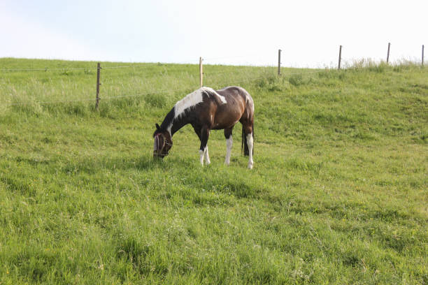 istock horses in field wide angle view in may in south germany 690281472