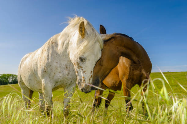 istock Horses grazing on a meadow on a sunny spring morning 690284688