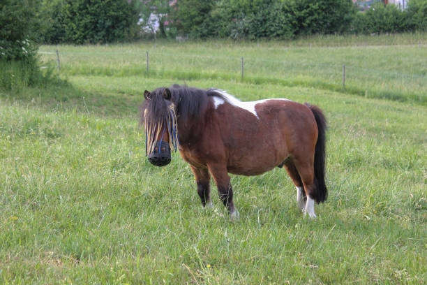 istock horses in field wide angle view in may in south germany 690285094