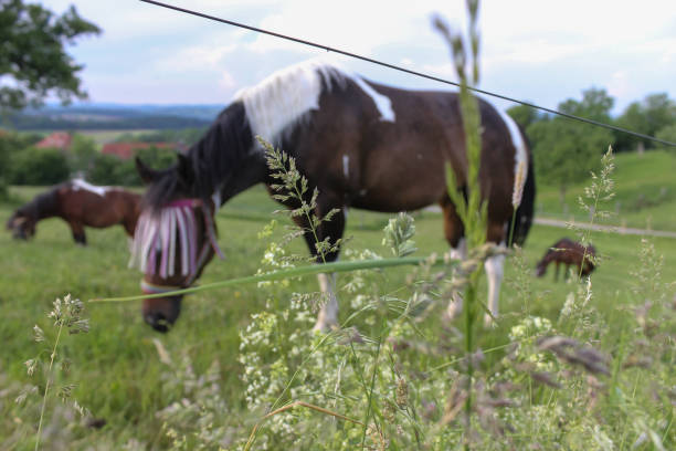 istock horses in field wide angle view in may in south germany 690285482