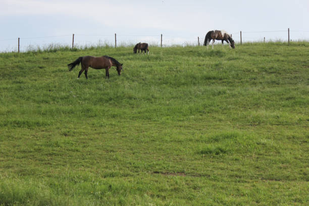istock horses in field wide angle view in may in south germany 690291038