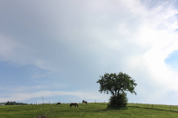 istock horses in field wide angle view in may in south germany 690291062