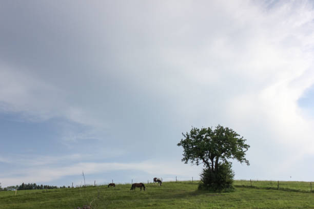 istock horses in field wide angle view in may in south germany 690291066