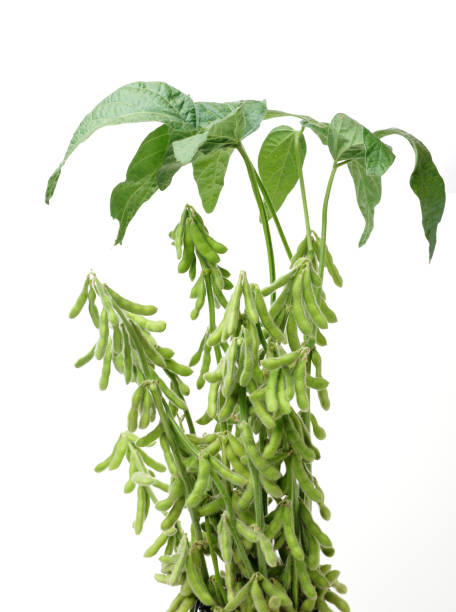 istock Fresh harvested soybean (edamame)  isolated on white 690292432