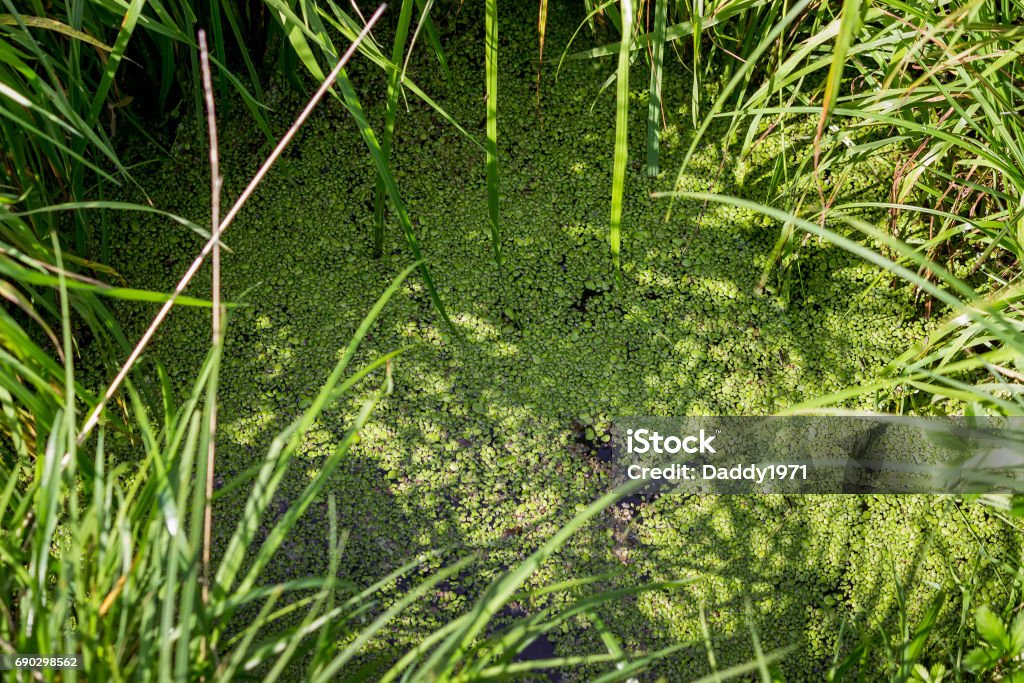 A small green duckweed on the surface of a forest river A small green duckweed on the surface of a forest river. A quiet creek overgrown with duckweed. Backgrounds Stock Photo