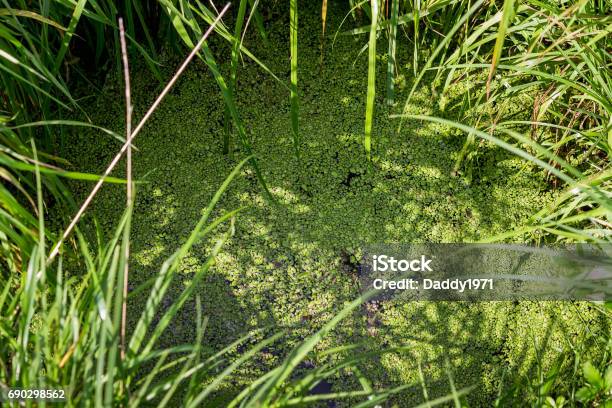A Small Green Duckweed On The Surface Of A Forest River Stock Photo - Download Image Now