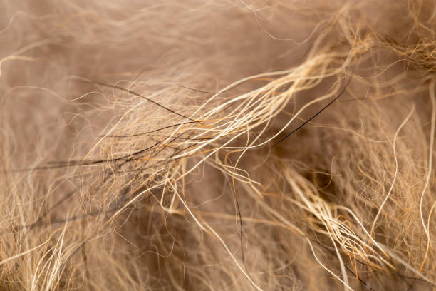 istock background of fur, close-up 690299248